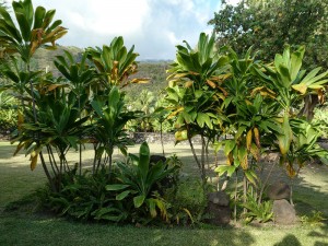 Marae Ta´ata