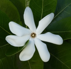 Tiare-Blüte