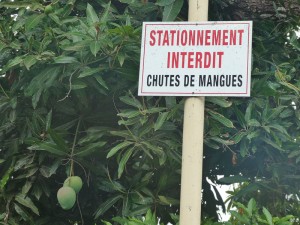 Parkverbot -Gefahr herunterfallender Mangos
