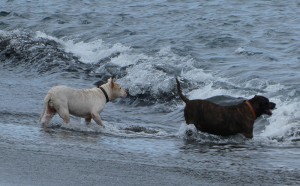 "Seehunde"