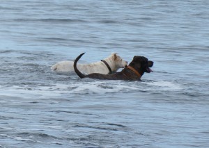 "Seehunde"