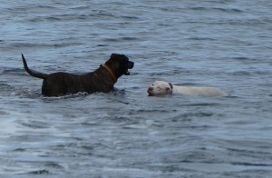 "Seehunde"