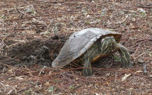 Schildkröte bei der Eiablage