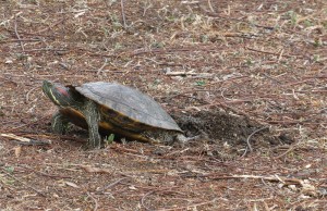 Schildkröte bei der Eiablage