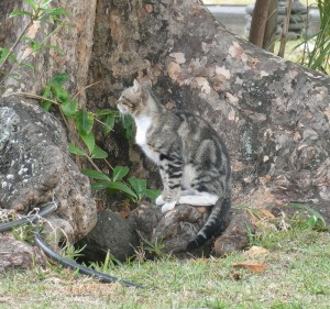 Hotel-Katze
