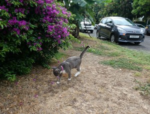 Katze, ach ja und unser Mietwagen
