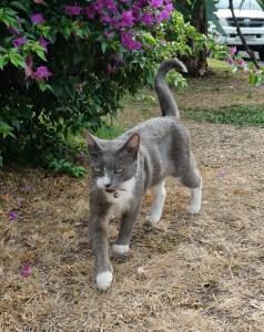 Hotel-Katze