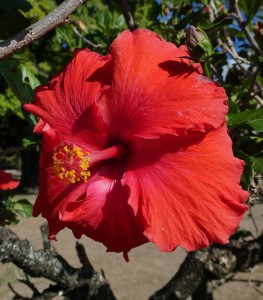 HIbiskus
