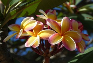 Frangipani
