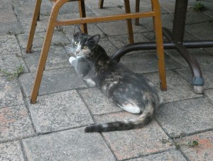 Cocktail-Katze