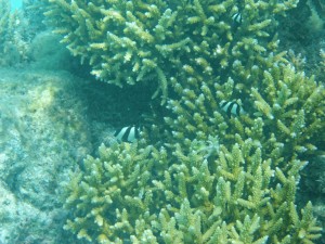 Schnorcheln in Fakarava