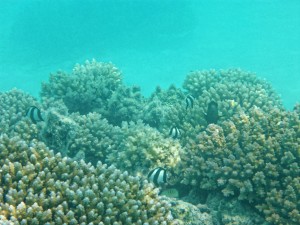 Schnorcheln in Fakarava