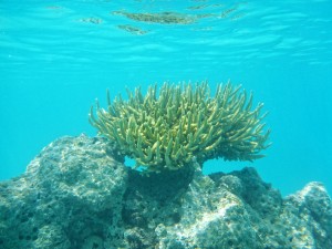 Schnorcheln in Fakarava