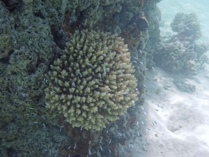 Schnorcheln in Fakarava