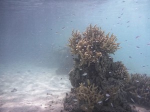 Schnorcheln in Fakarava