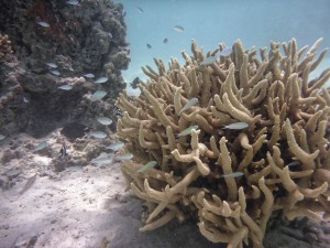 Schnorcheln in Fakarava