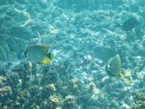 Schnorcheln in Fakarava
