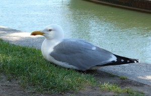 Möwe