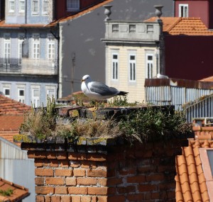 Storchen-Möwe