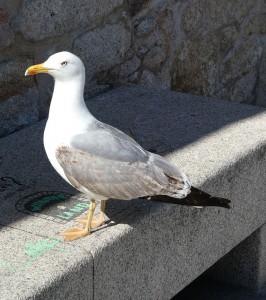 Möwe im Wunderland