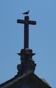 Kreuz-Möwe