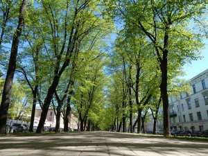 Allee