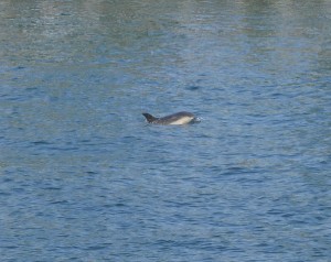 Delfin Schwenteeny