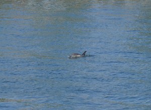 Delfin Schwenteeny