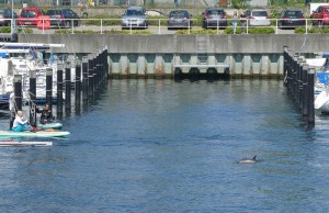 Delfin Schwenteeny
