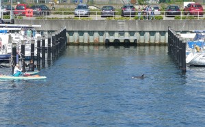 Delfin Schwenteeny