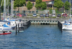 Delfin Schwenteeny