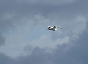 einsamer Vogel