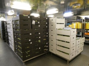 Kühlraum für Gemüse