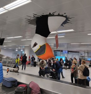 der erste Puffin ist aber groß!