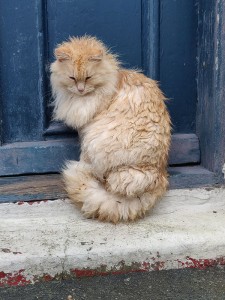 tropfnass, aber elegante Katzendame