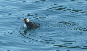 Pufflings im Hafenbecken