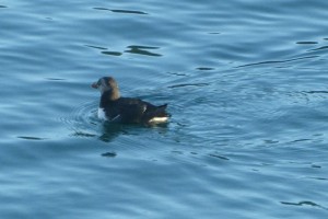 Pufflings im Hafenbecken