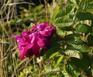 Wildrose