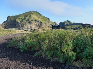 Lupinenlandschaft