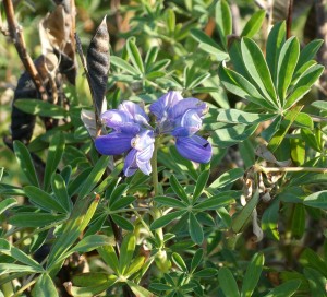 Lupinen