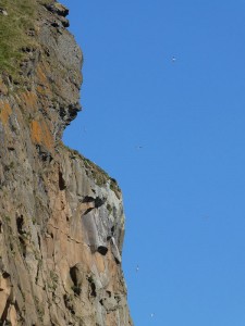 Vögel am Heimaklettur