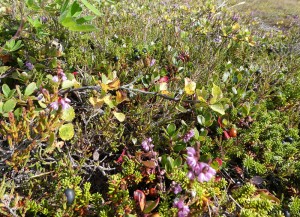Flora