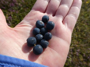 Blaubeer-Snack