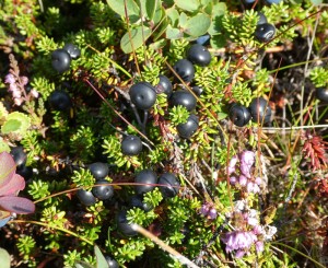 Krähenbeeren