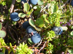 Blaubeeren