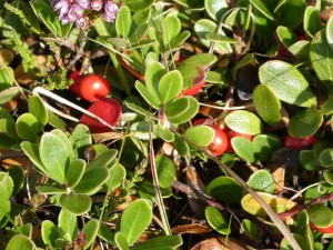 Preiselbeeren