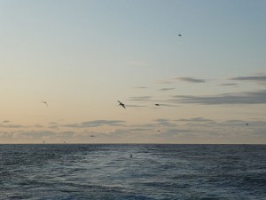 Eissturmvögel