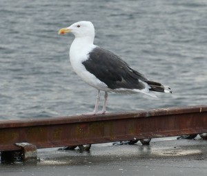 Möwe