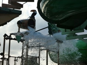 Wild Forest Aqua Park