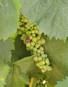 In den Weinbergen